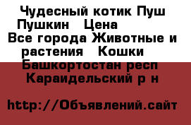 Чудесный котик Пуш-Пушкин › Цена ­ 1 200 - Все города Животные и растения » Кошки   . Башкортостан респ.,Караидельский р-н